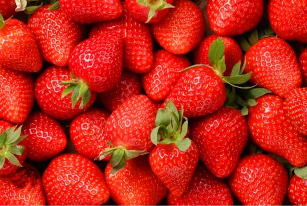 Amazon.com : 250 Seeds Strawberry Seeds, Non GMO for