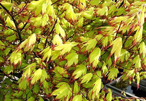 Tsuma Gaki Japanese Maple 2 - Year Tree #TOP3