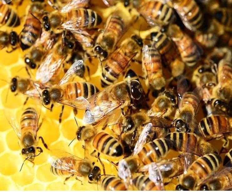 Miniatura 5 de Bee & Bees Tarro de miel y romero con 15.52 onzas