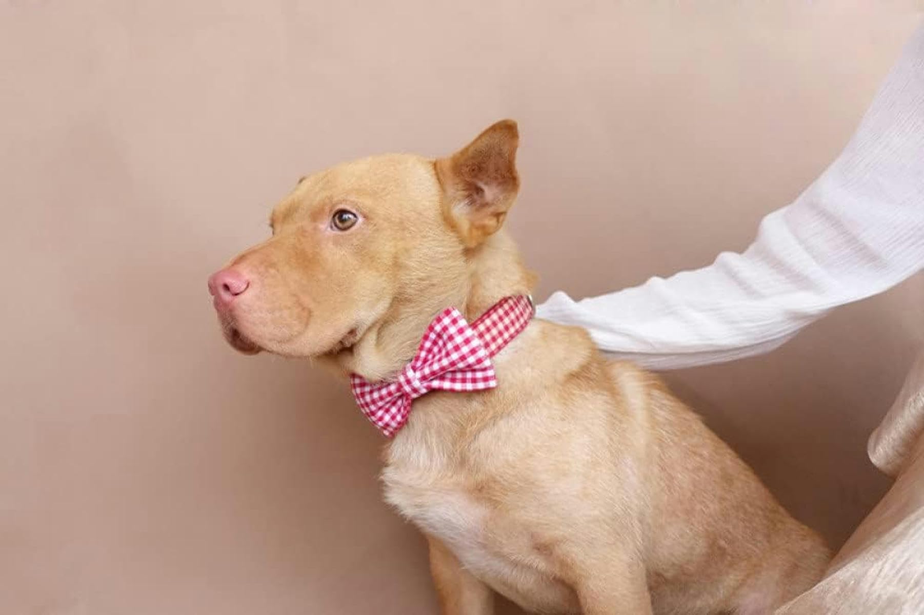 Hundehalsband, kreative, robuste Hundehalsbänder, Leinen, 5 Größen, Hundehalsband mit Fliege, L
