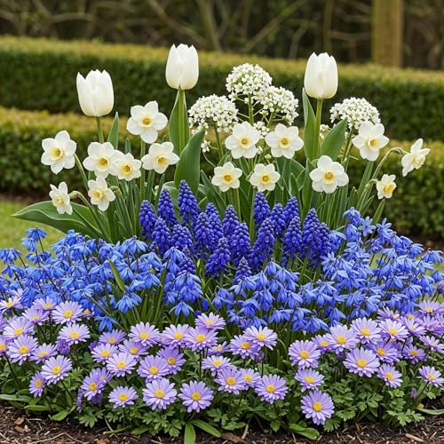 Blumenzwiebeln Bulb Garden Blue Mix – 125 Blumenzwiebeln – Verschiedene blaue Sorten – Blumenzwiebel Geschenkset in Geschenkverpackung – Für Beet, Balkon & Terrasse
