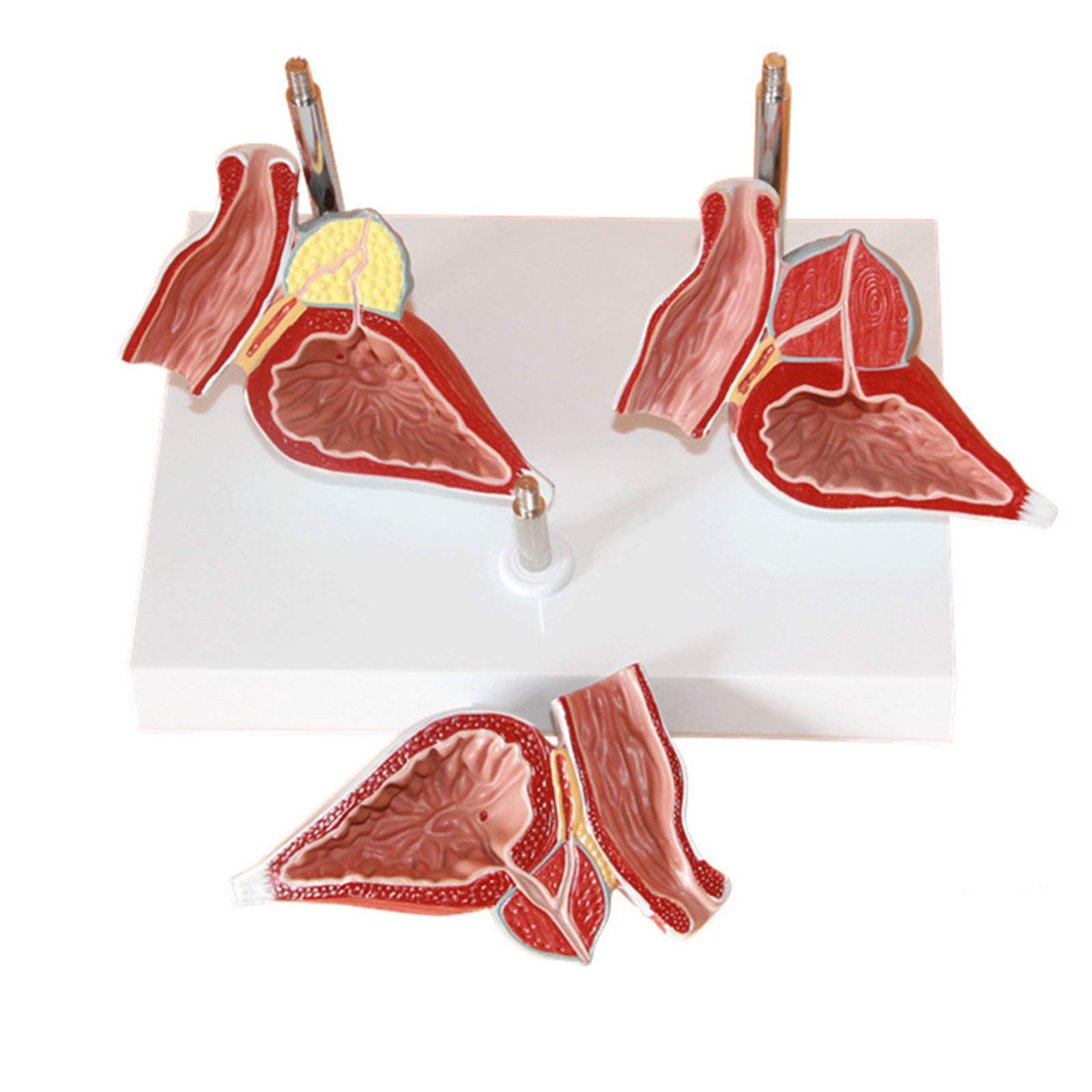 Anatomiemodelle, Anatomisches Modell des menschlichen Harnsystems