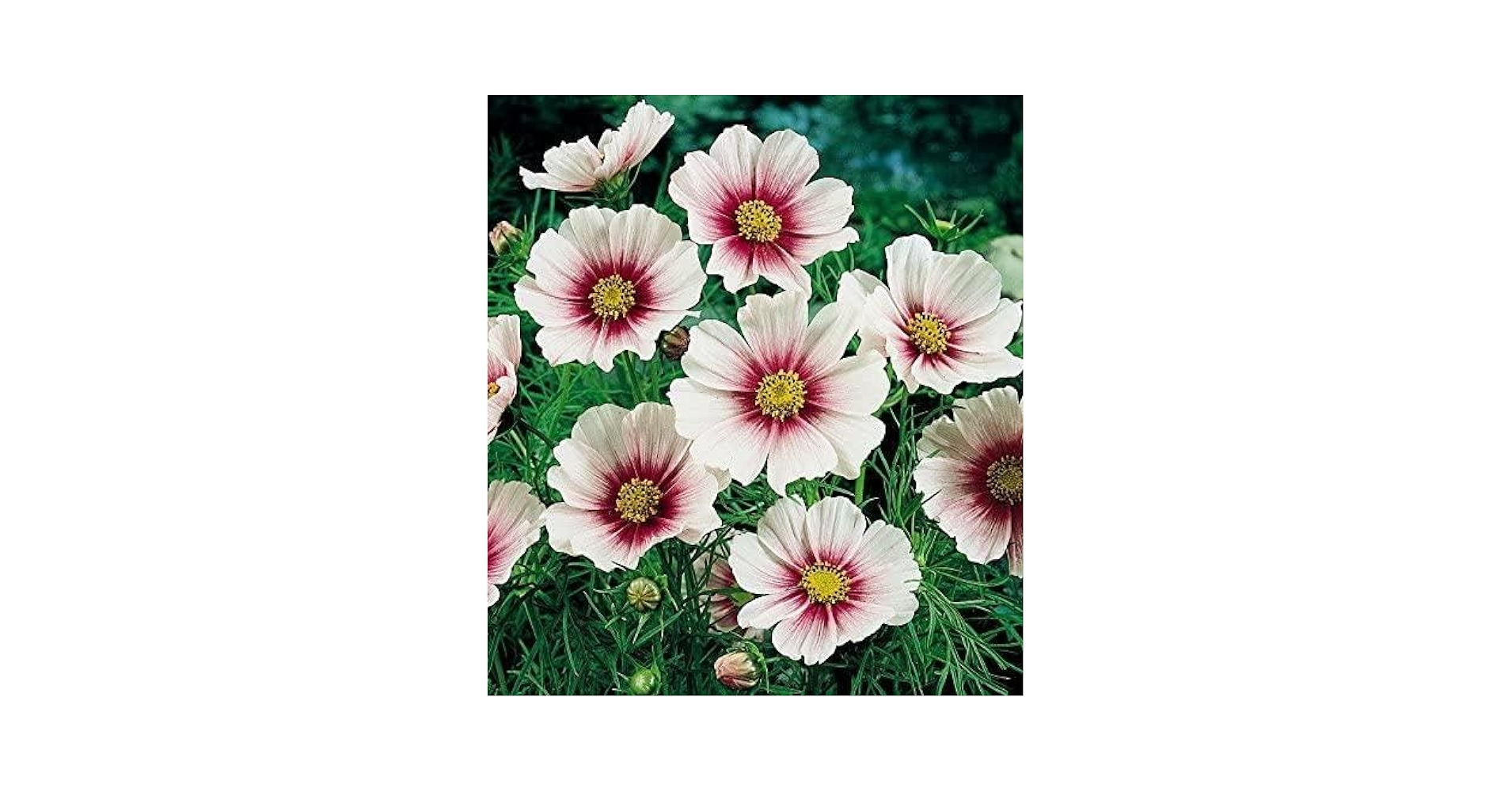 Amazon.co.jp: 春蒔き 秋に咲くお花の代名詞 コスモスデイ