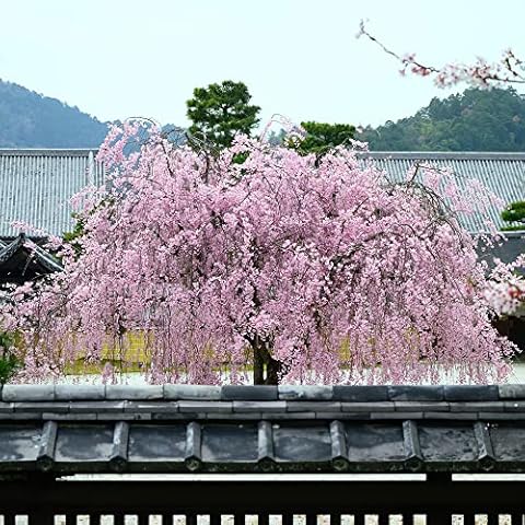 Cheal's Weeping Cherry Tree for Gardens Cover