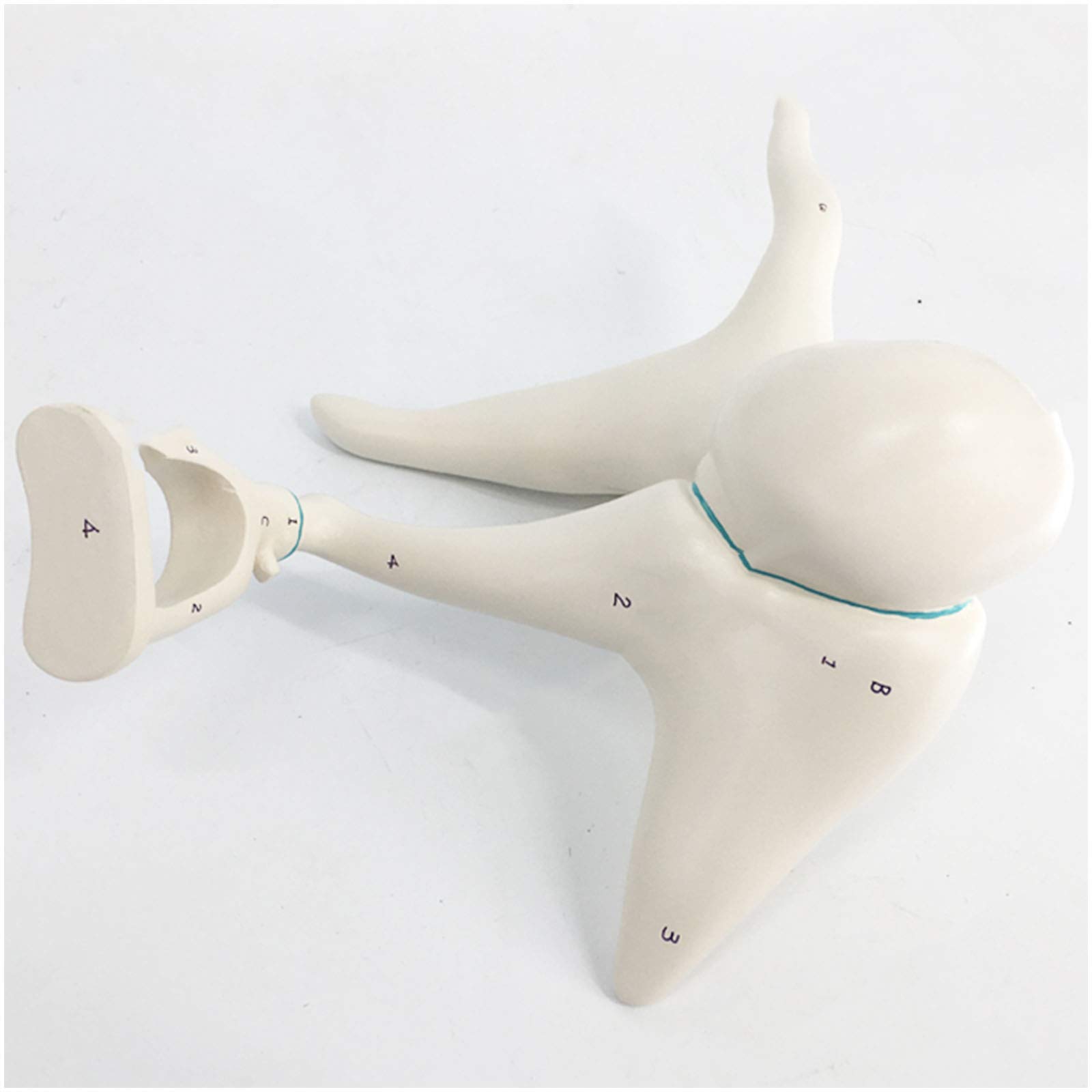 sjdoPulse Medical Anatomical Human Internal Ear Auditory Ossicles And Tympanic Membrane Enlarge Model Human Organ Anatomy Model Human Ear Model for Study Teaching (A)