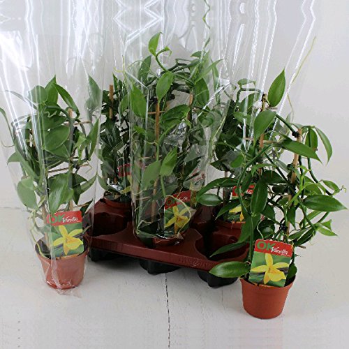 Vanilla planifolia - Climbing Orchid - Real Vanilla Plant on trellises 11cm Pot