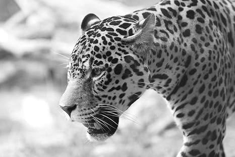 Amazon Co Jp ジャガークローズアップ壁紙 動物の壁紙 白黒の キャンバス ステッカー 印刷 壁紙ポスター はがせるシール式 写真 特大 絵画 壁飾り105cmx70cm Diy 工具 ガーデン