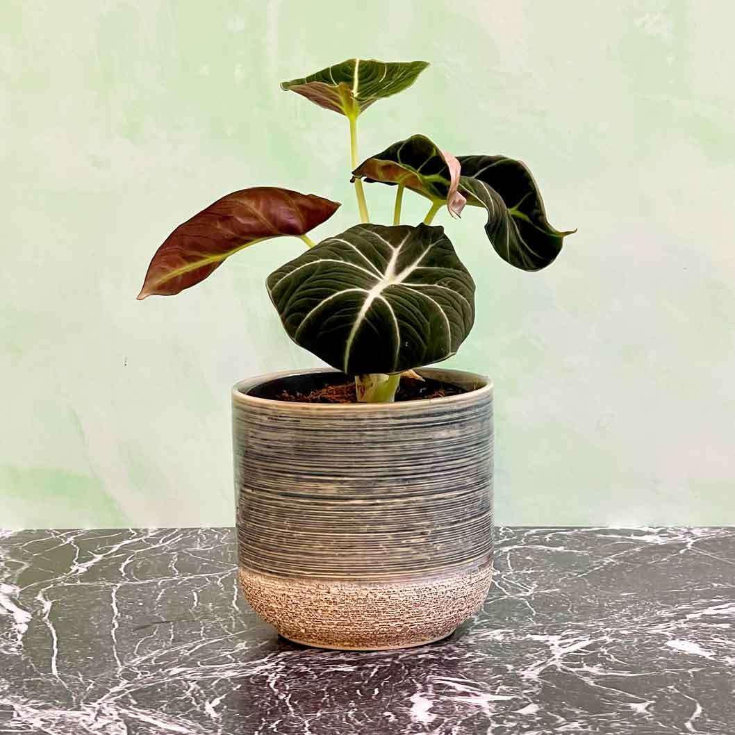 Alocasia Reginula Black Velvet Live Plant for Indoor | Different Houseplants in 4'' & 6'' Pot | Real House Plant for Living Room | African Mask | Elephant Ear