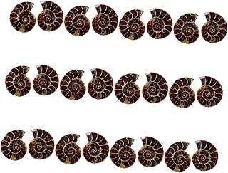 SOLUSTRE 24 Peças Amonite Marca Fóssil Decoração De Mesa Oceano Decoração Pedra Quebra-Cabeça Brinquedo Amostra Antiga Paleontologia Espécime Adorno Fóssil Ornamento De Mesa Adorno De Mesa