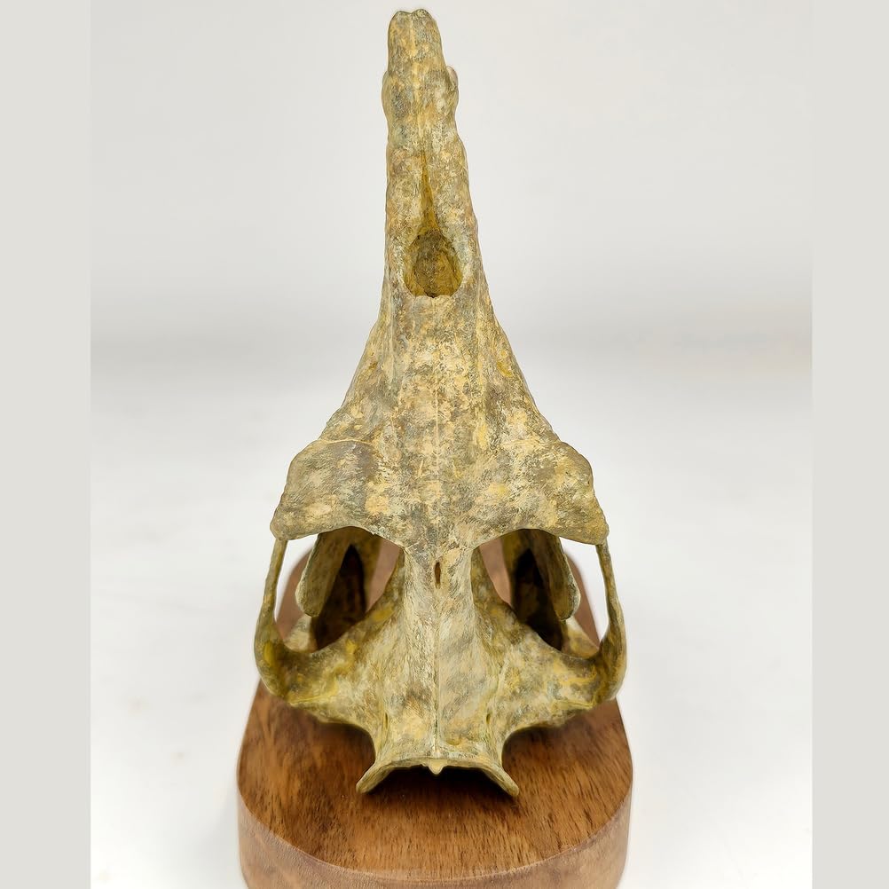 1/10 Drachenwal-Schädel-Skalenmodell Dinosaurier-Statue Harz Dinosaurier-Schädel-Fossil-Replik Skelett-Skulpturen