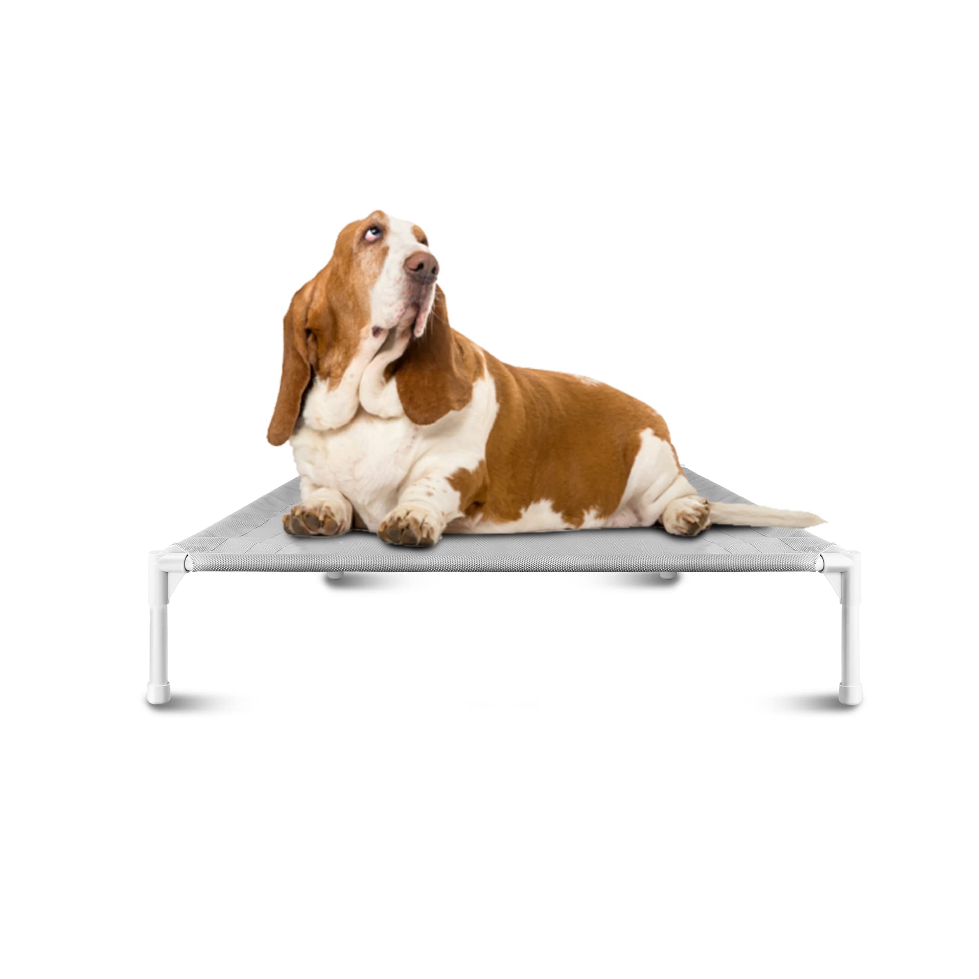 Are Elevated Dog Beds Good For Older Dogs