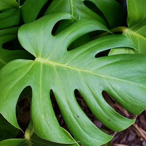 Miniatura 4 de QAUZUY GARDEN 50 semillas Monstera, filodendro de hoja dividida, planta de queso suizo, hoja de ventana, semillas de ceriman, semillas de reliquia