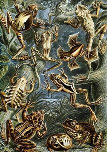 HfmQuisutron - HfmQuisutron Casse-Tête 1000 Pièces Reptile Style Rétro Illustré Guide Casse-Tête Poster Bois pour Adultes Enfants Jeux Éducatifs Jouets Df214Zq