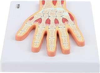 Anatomical Model of Hand Joint Skeletal Muscle Section Structure Used in Medical Teaching and Doctor-Patient Communication Teaching molds