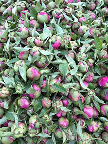 Tooget Fragrant Peony Ball Paeonia Lactiflora Natural Dried Peony Flowers Wholesale, Top Grade - 4 Oz #TOP3