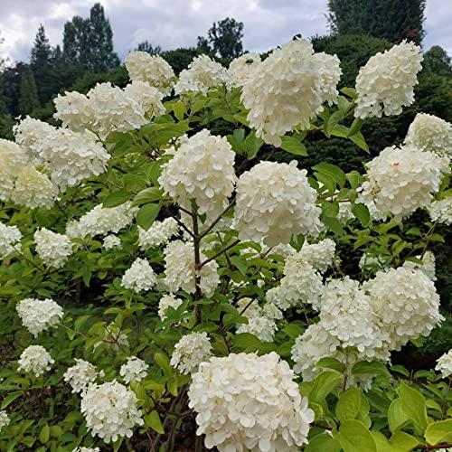 Hortensia blanc 2L - Inflorescences énormes et majestueuses