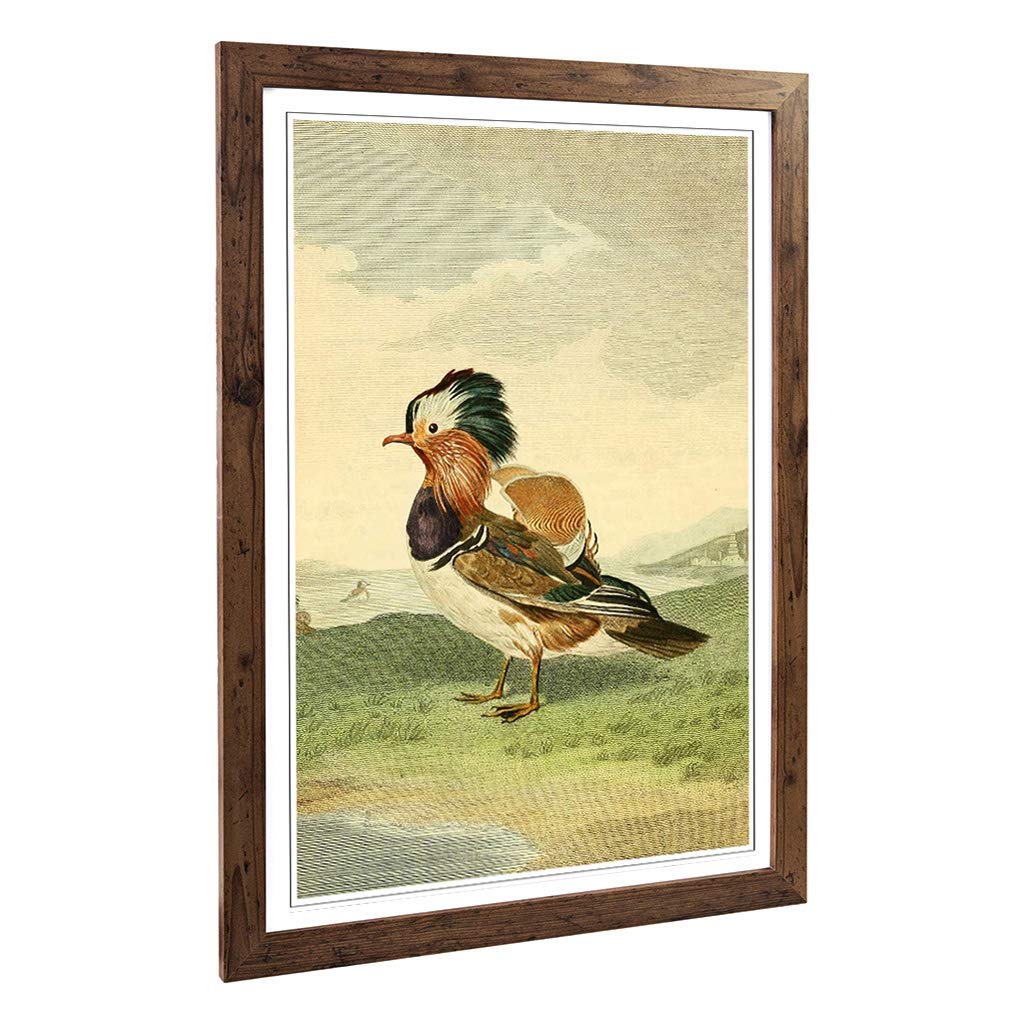 Big Box Art Framed Print of Vintage Charles R Ryley Mandarin Duck Design | Wall Art Picture | Home Decor for Kitchen, Living Room, Bedroom, Hallway, Walnut, A2 / 24.5x18 Inch / 62x45cm