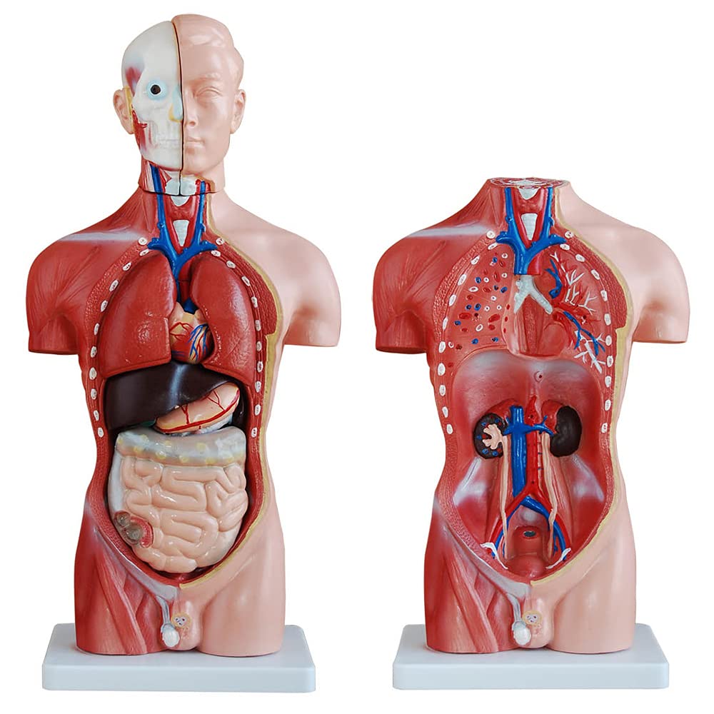 Anatomie Modell Torso des Menschen Anatomiemodell Menschlicher Lehrmodell 45 cm Körper Anatomisches Menschliches Model mit Organe menschliche Modelle MedMod