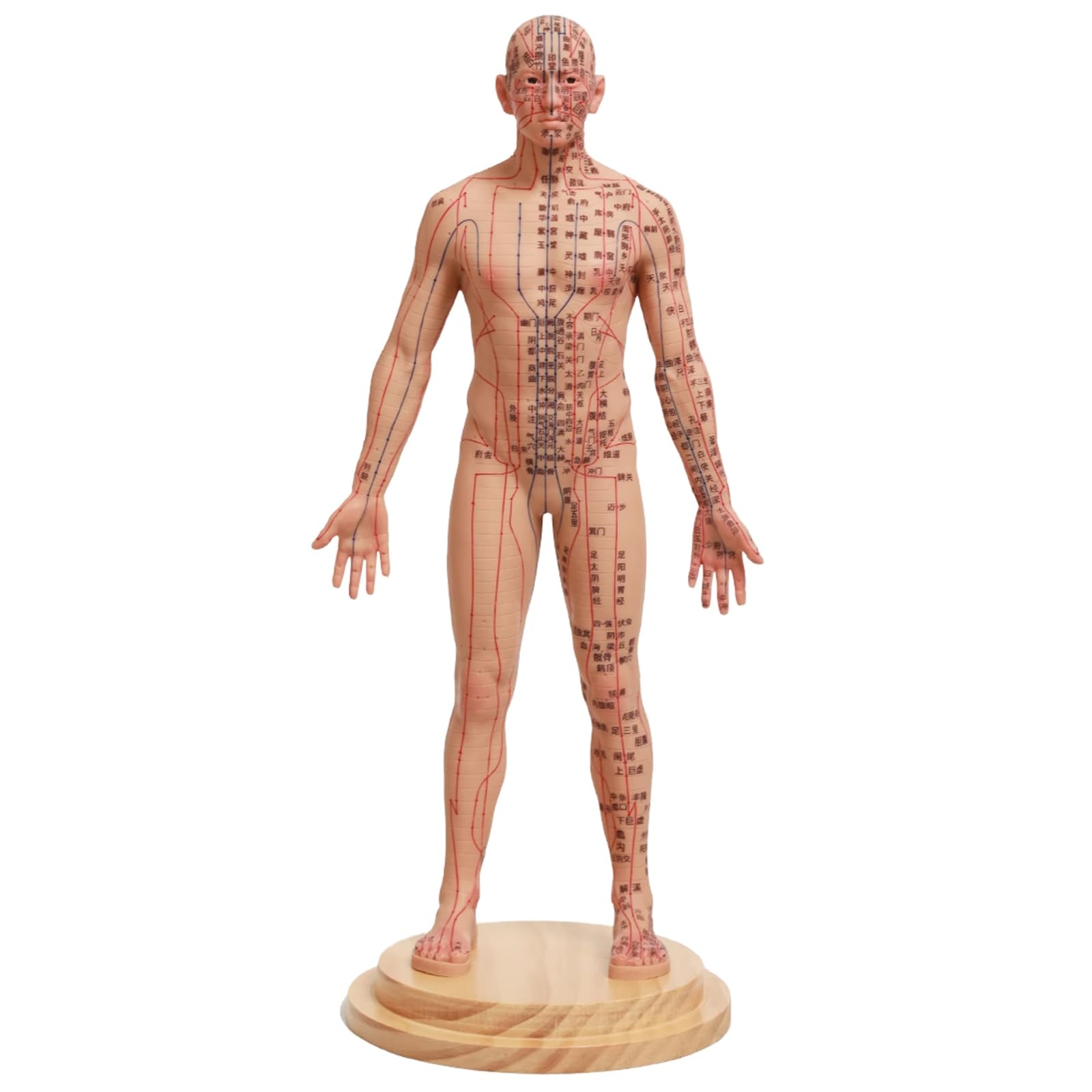 Yrqmgsf Boys Acupuncture Model Human Acupuncture And Moxibustion Human Body Meridian Points Humanoid Model For Chinese Medicine Teaching Acupoint Learning,,48Cm