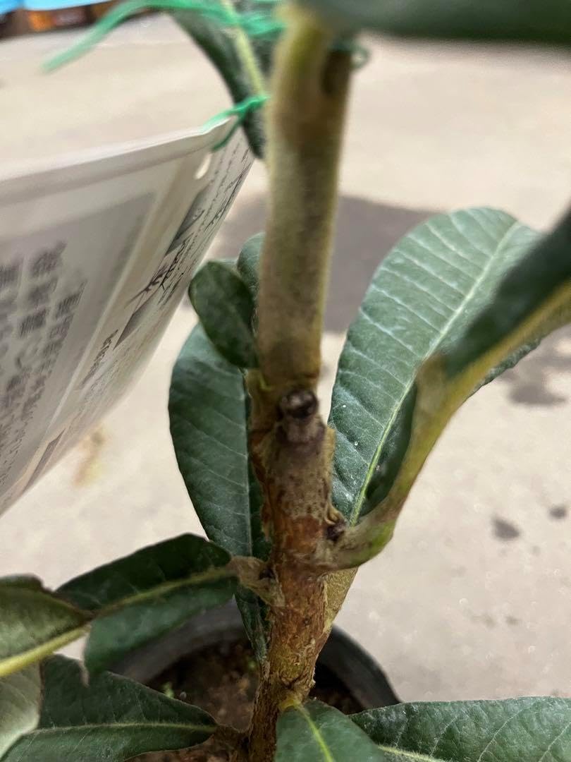 ユッカ ロストラータ 36苗 鉢のまま発送します。 ユッカ