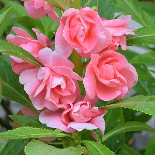 Miniatura 1 de 100pcs Balsam Camellia Semillas de Flor 100pcs Balsam Camellia Semillas de Flor