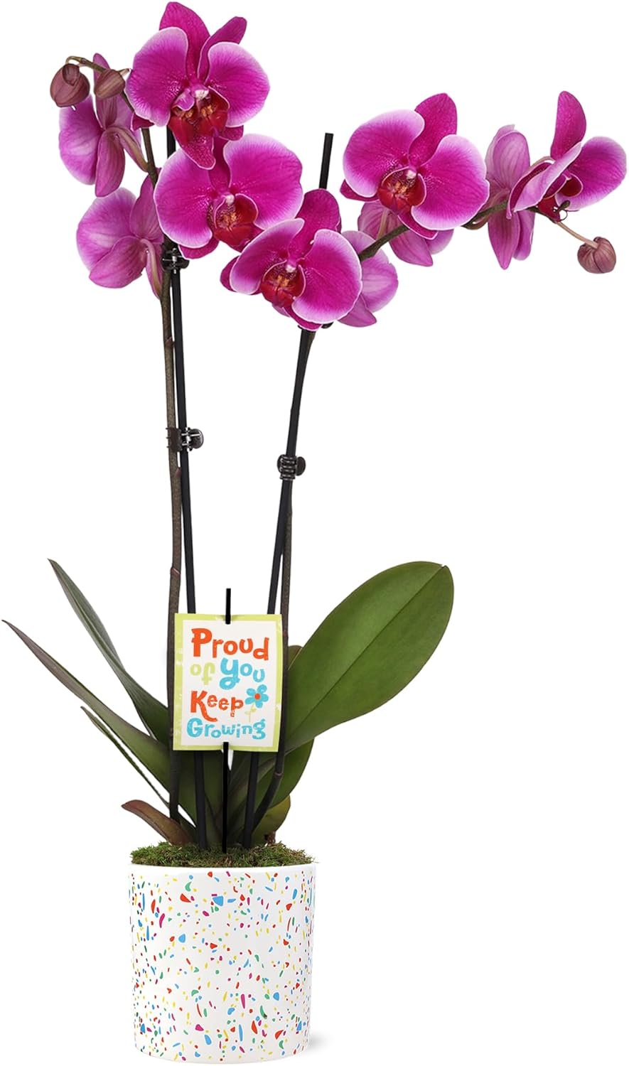 Green Circle Growers 5" Magenta Orchid in Terrazzo Pink Planter, Live Plant – Proud of You