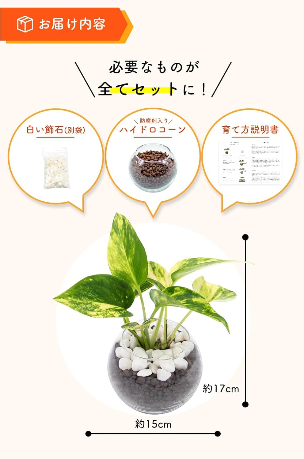 Amazon｜[ miipas/丸木型コースター付 ] ポトス 観葉植物 本物