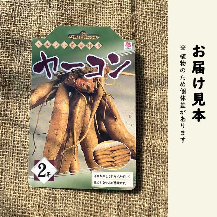 注文用　ヤーコン種芋　小さめ分球 Amazon.co.jp: ヤーコン 2芽 種芋 種球根 家庭菜園 山菜 野菜 多年草