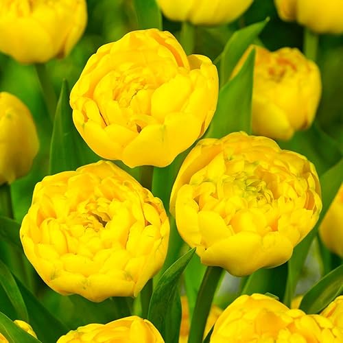 30 bombillas de tulipán amarillas para plantar en otoño en interiores y exteriores bombillas grandes flores perennes