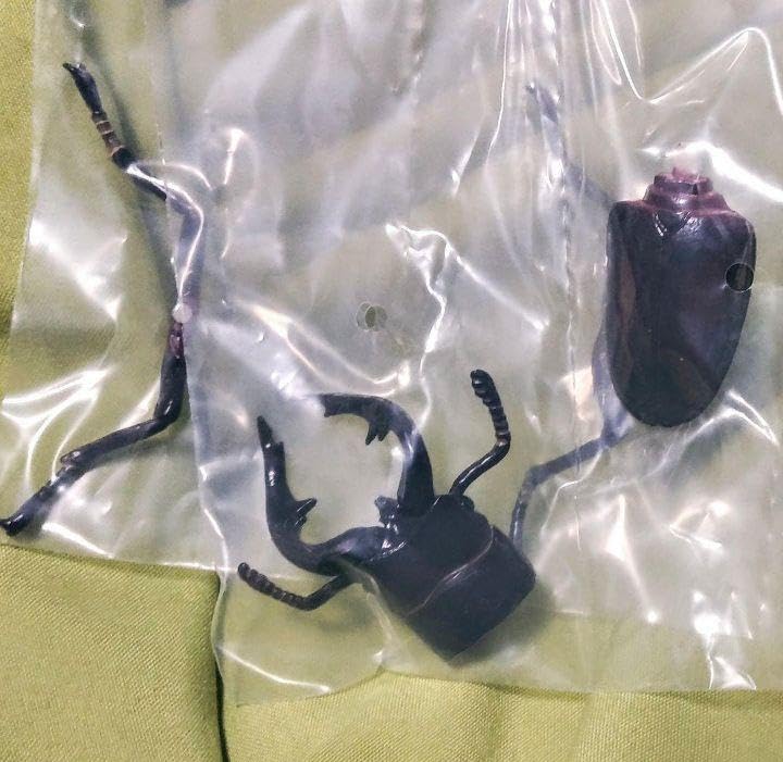 Amazon.co.jp: 日本クワガタムシ大全 全7種 カプセルQ 海洋堂 昆虫