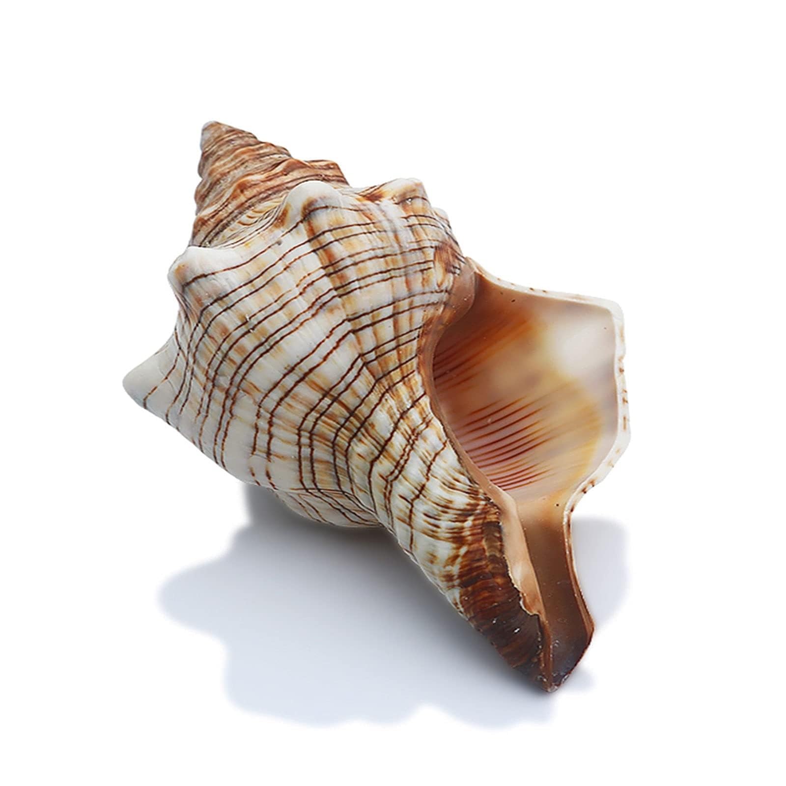 2PCS Conch Shell Large Natural Seashells Perfect for Fish Tank Wedding Decor Beach Theme Party Home Decorations(13-17CM)