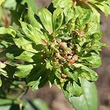 Heirloom Roses Rose Plant - The Green Rose Rose Bush, China Live Plant for Planting Outdoors