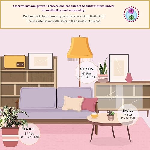 Miniatura 6 de BubbleBlooms Golden Hahnii, planta de serpiente dorada favorita de 4 pulgadas, Sansevieria trifasciata abigarrada