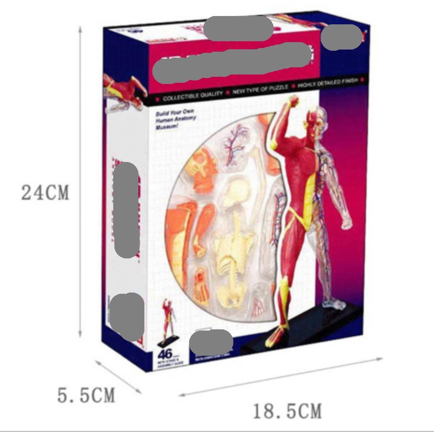 Anatomía De La Educación Modelo De Anatomía del Músculo Humano Ensamblado, Médico Anatómico, Cuerpo Transparente Humana, 46 Uds Muñeca de Anatomía
