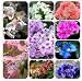 50 Pcs/ Bag Rare Bougainvillea Seeds, Potted Seed, Flower Seed, Variety Complete, the Budding Rate 95%, (Mixed Colors)
