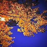 iphone louis vuitton cover  Shot on Iphone