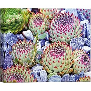 SIGNWIN Canvas Wall Art Green Sempervivum with Red...