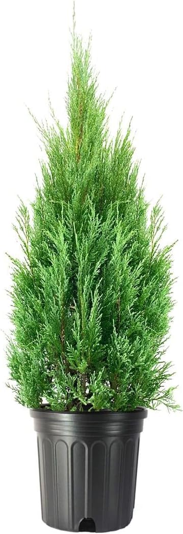 Medora Juniper | 1 Extra Large Trade 3 Gallon Plant | Columnar Evergreen Shrub for Privacy, Landscaping, and Ornamental Gardens - Drought-Resistant & Easy-to-Grow