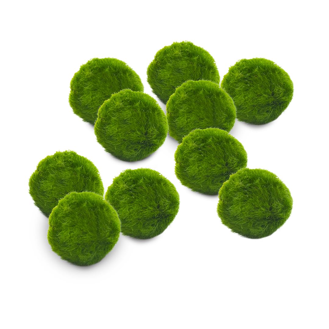 KAKI La Felicità è Nelle Piccole Cose Marimo Set sfuso diametro 2-3 cm - Originale e Certificato - Solo Marimo (10)