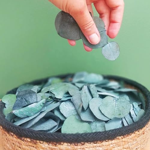 Miniatura 1 de 1600+ Preserved Real Eucalyptus Leaves Small, 100% Natural Bulk Eucalyptus, Biodegradable Wedding Leaves Confetti for Anniversaries, Birthday,