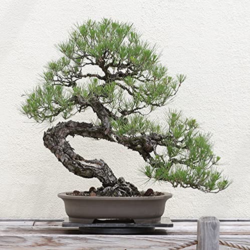 Bonsai Tree | Japanese Black Pine | Seed Grow Kit | The Jonsteen Company #TOP4