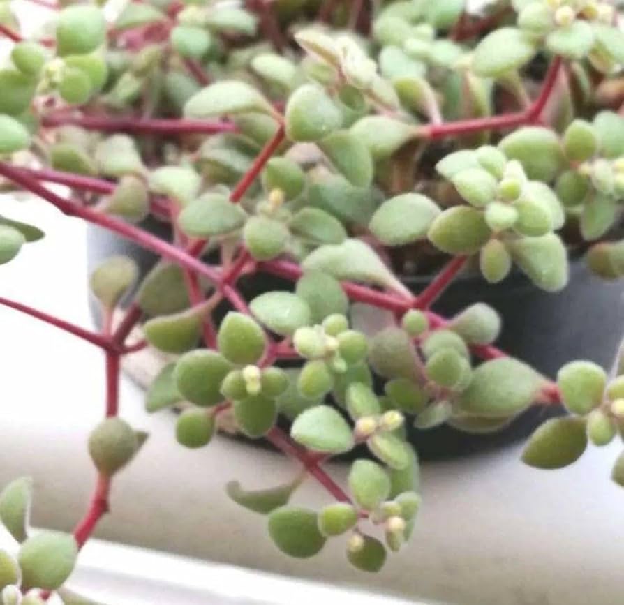 モリモリ！抜き苗 ブロウメアナ 多肉植物 モリモリ！抜き苗 ブロウメアナ 多肉植物