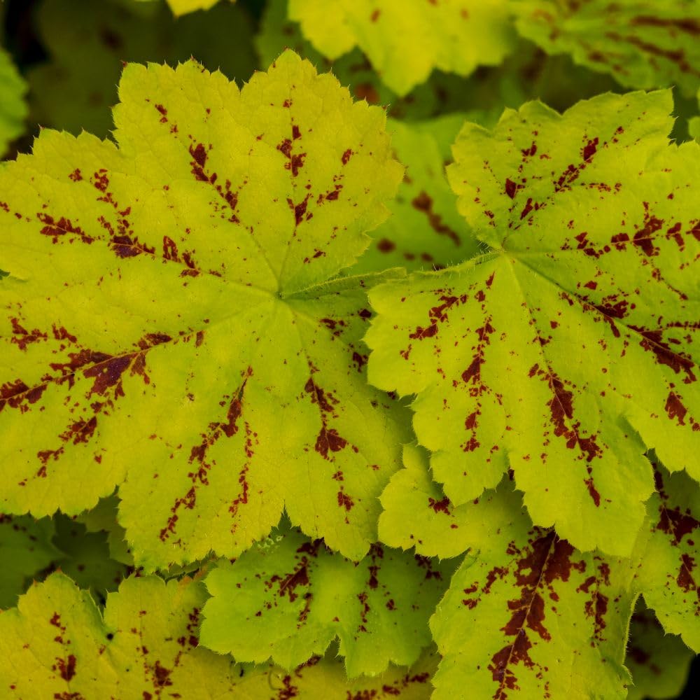 Heucherella 'Solar Power' - Vibrant Lime Green and Burgundy Foliage Hybrid Perennial Long-Lasting White Flowers - Ideal for Shaded Borders, or Containers - 1X or 2X 1 Litre Pots by T&M