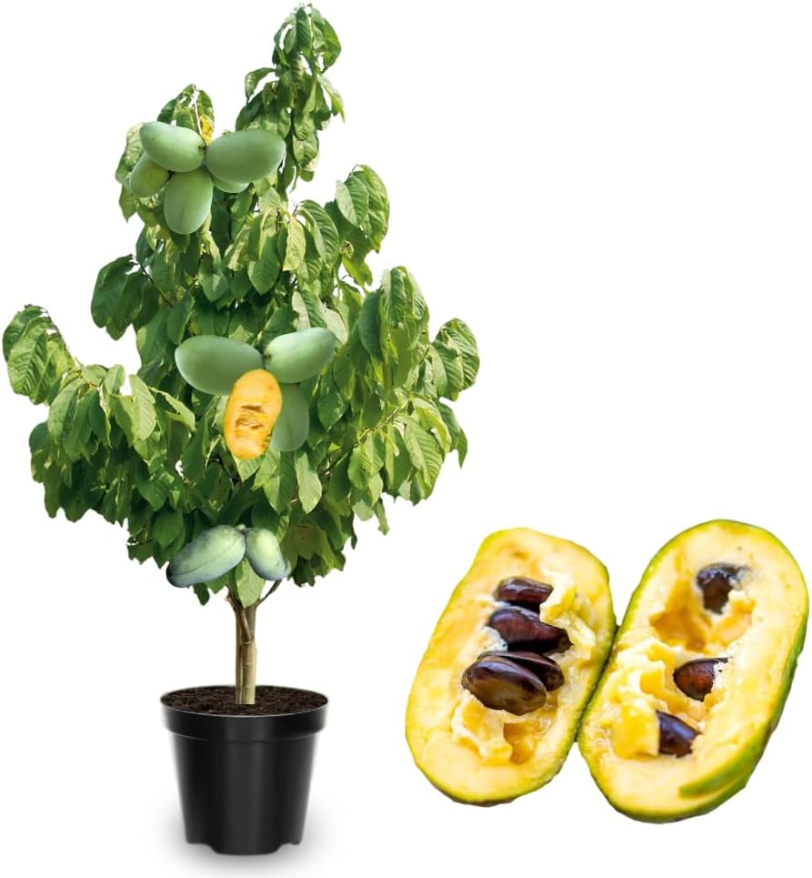 04 Pawpaw Trees Live Plants No Pot, 6-12" Paw Paw Live Plants for Spring Planting