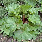 Rhabarber Pflanze The Sutton starkstielige frühe Sorte gesund im 3,5 Liter Topf