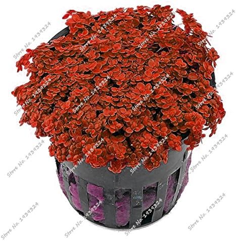 200 Pcs/Bag Exotic Colorful Aquarium Plants Seeds Mini Dwarf Pearl Plants Aquarium Grass Seed Fish Tank Ornamental Aquatic Water