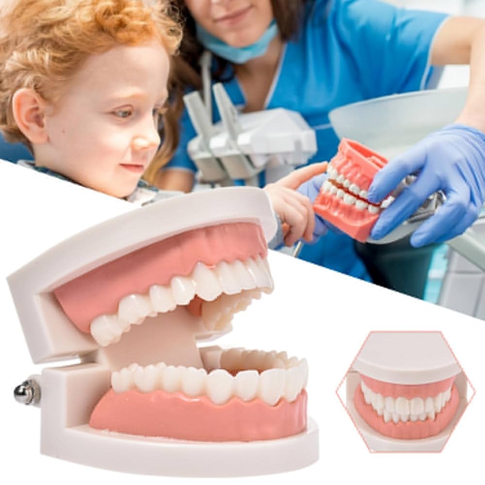 教育用 歯模型 上下顎 Amazon.co.jp: 歯列模型 上下顎模型 歯形模型 歯磨き指導模型