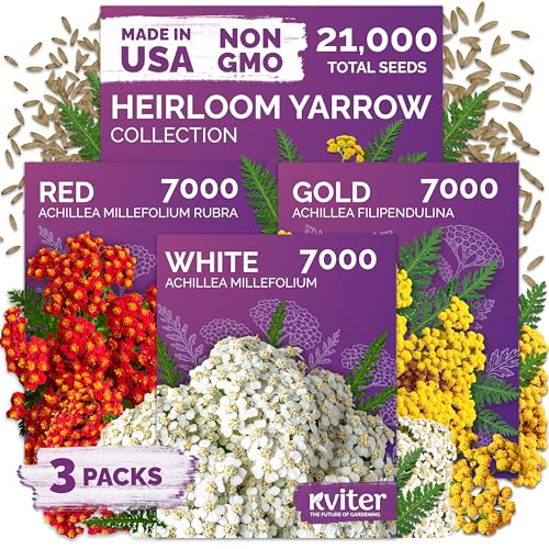 KVITER Yarrow Collection - White Red and Gold Yarrow Seeds Achillea Flower Seed Packets Set Deer Resistant - Perennial Flower Seeds for Outdoor Garden Borders Cottage Landscapes Cut Flowers
