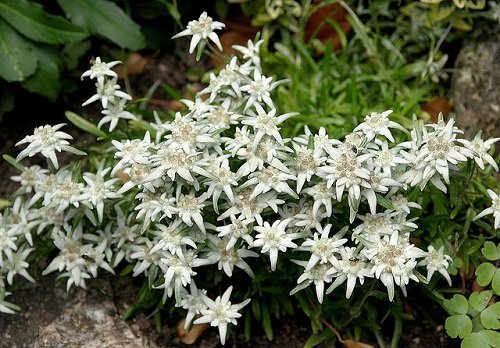 Edelweiss 100 Seeds-Leontopodium alpinum-Sound of Music Edelweiss 100 Seeds-Leontopodium alpinum-Sound of Music