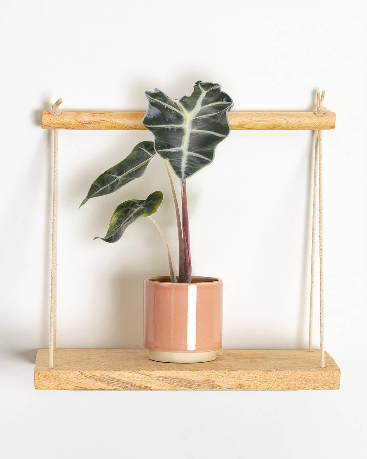 Prickle Plants Lil' African Mask Plant - Indoor Decorative Houseplant with Distinctive Foliage, Easy Care Plant for Home or Office Spaces (10-20cm incl. 6cm Pot)